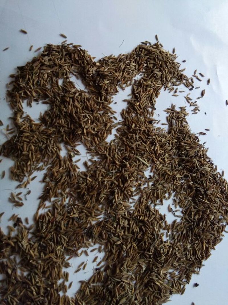 蒲公英种子90%以上