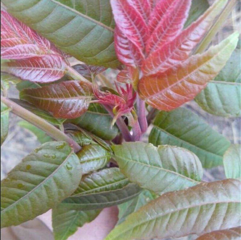 香椿芽20cm以下