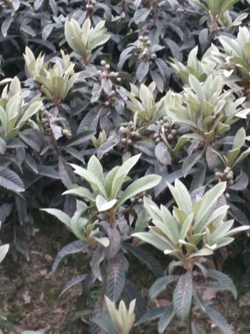 枇杷树苗30~50cm