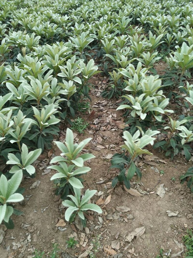 枇杷树苗30~50cm