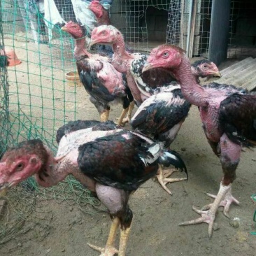 斗鸡苗500克以上脱温苗