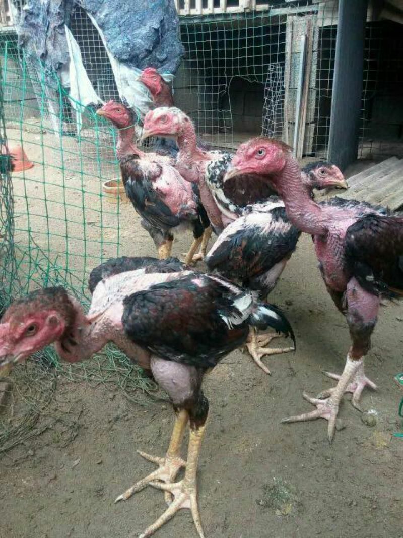 斗鸡苗500克以上脱温苗