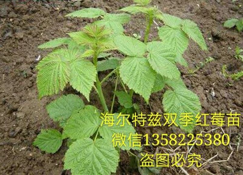 双季树莓苗10~30cm