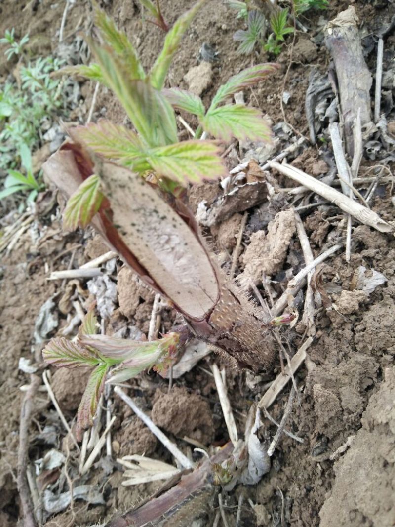 双季树莓苗10~30cm