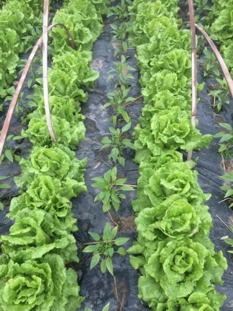 全年耐抽意大利耐热耐寒耐抽苔品质佳