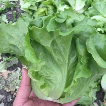 全年耐抽意大利耐热耐寒耐抽苔品质佳