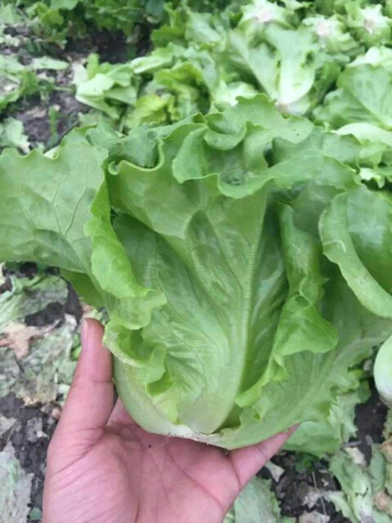 全年耐抽意大利耐热耐寒耐抽苔品质佳