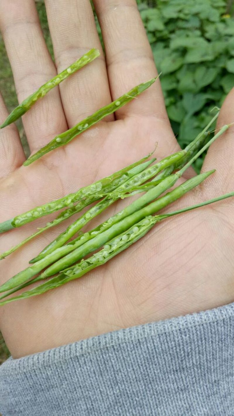 菜籽3
