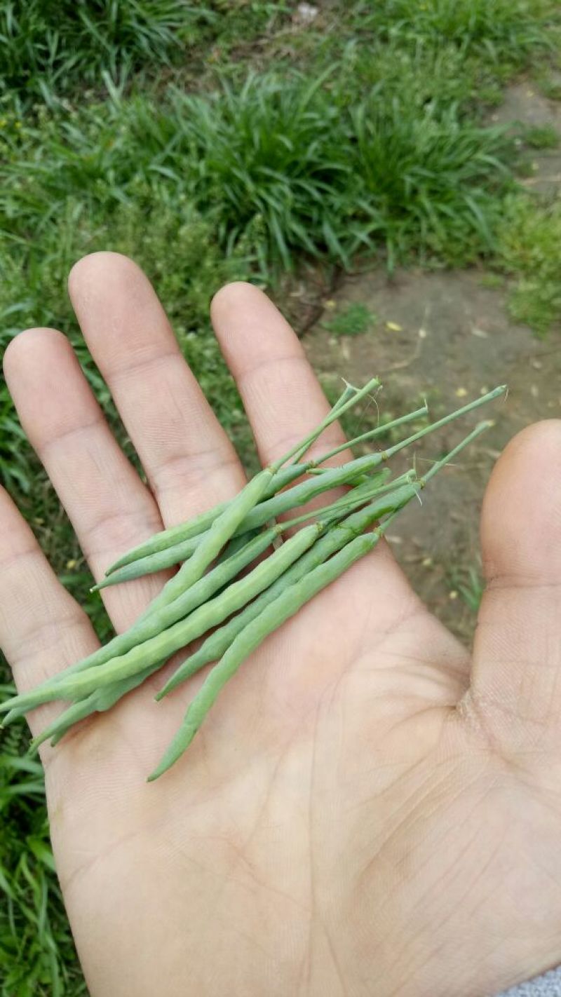 菜籽3