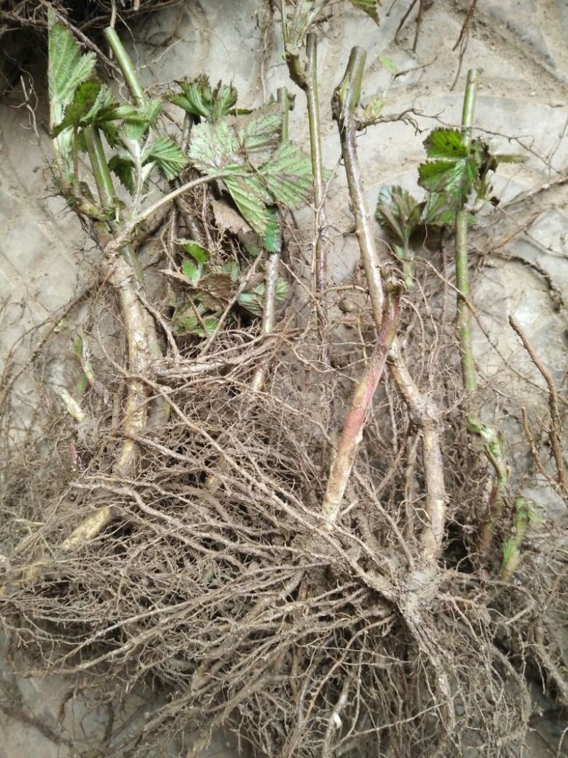 树莓苗10~30cm