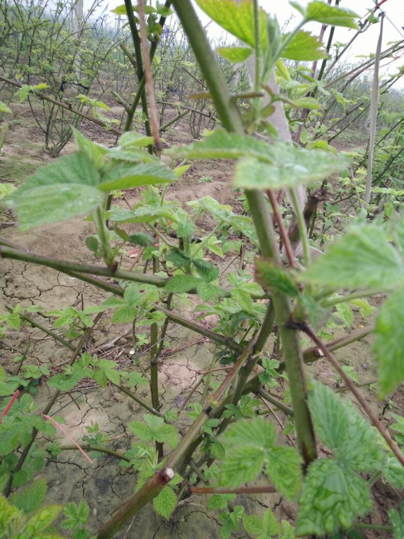 树莓苗10~30cm