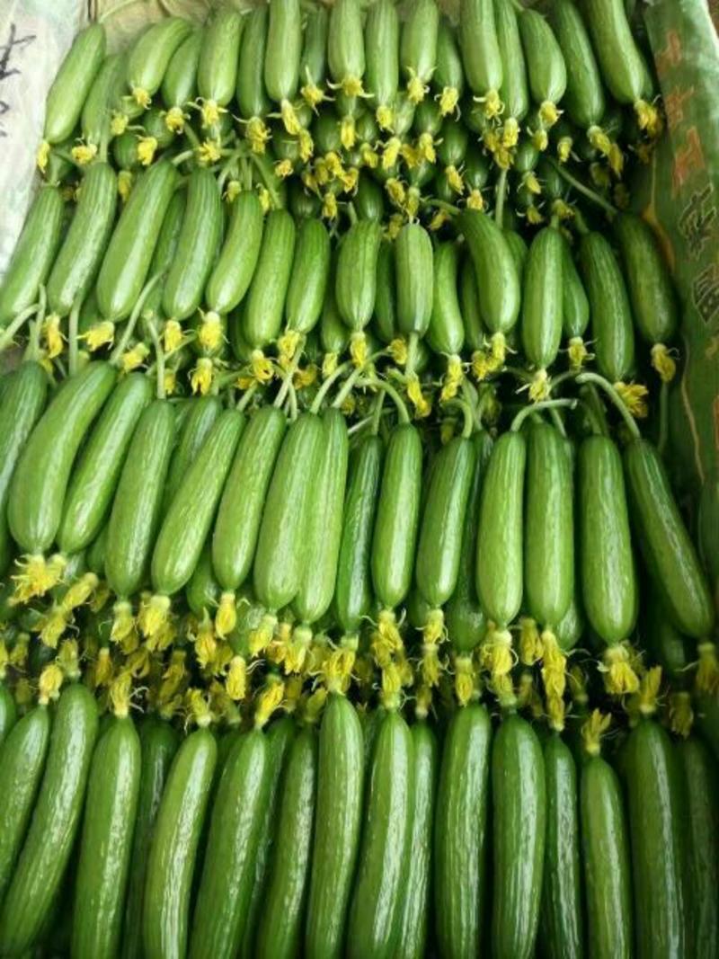 新鲜小黄瓜一手货源鲜花带刺18公分以下