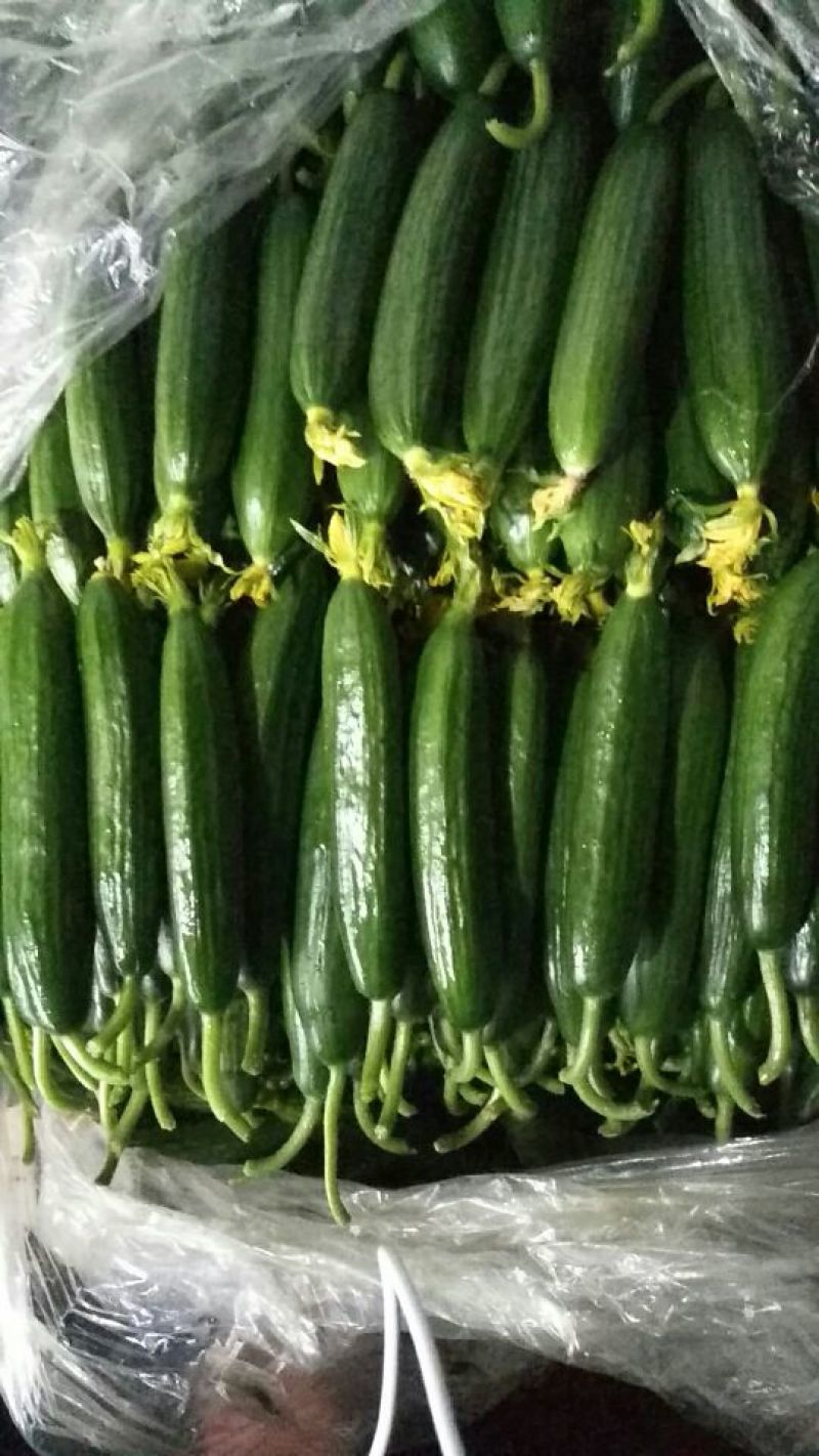 新鲜小黄瓜一手货源鲜花带刺18公分以下