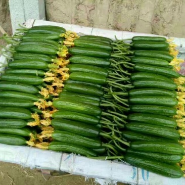 新鲜小黄瓜一手货源鲜花带刺18公分以下