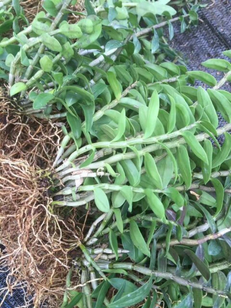 铁皮石斛盆花