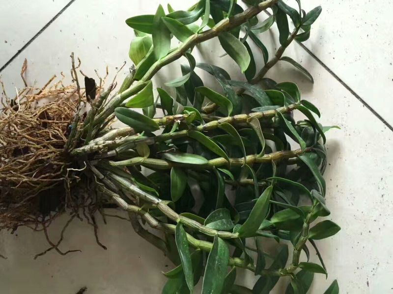 铁皮石斛盆花