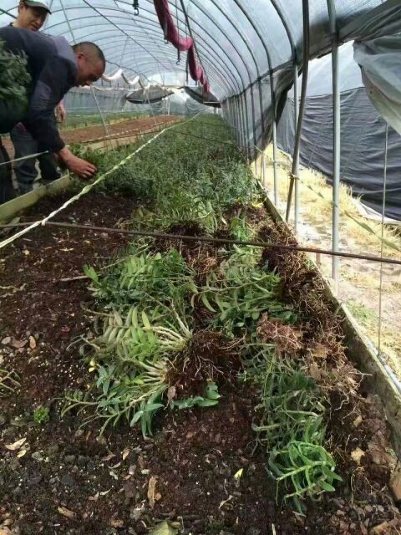 铁皮石斛盆花