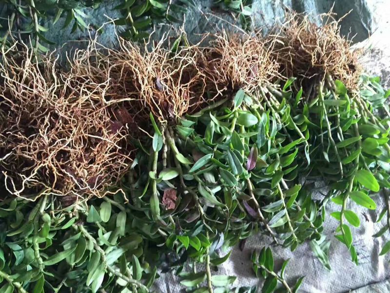 铁皮石斛盆花