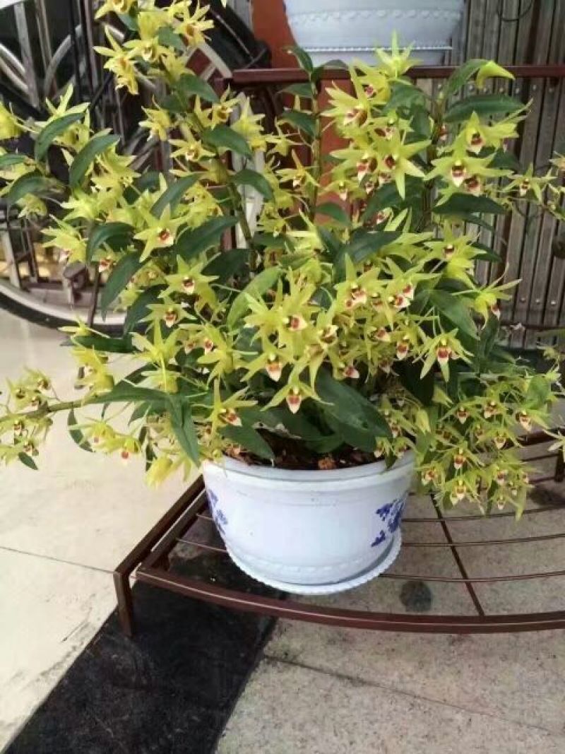 铁皮石斛盆花