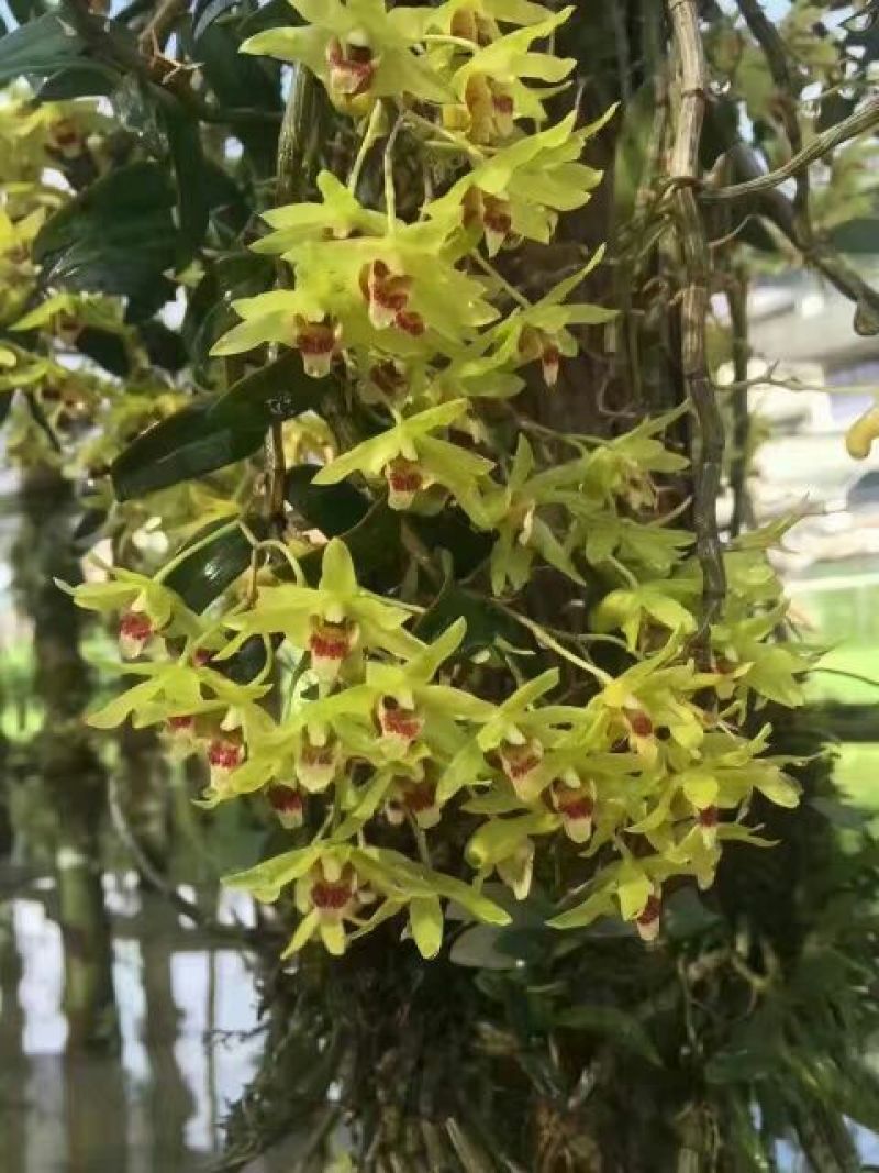 铁皮石斛盆花