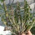 铁皮石斛盆花