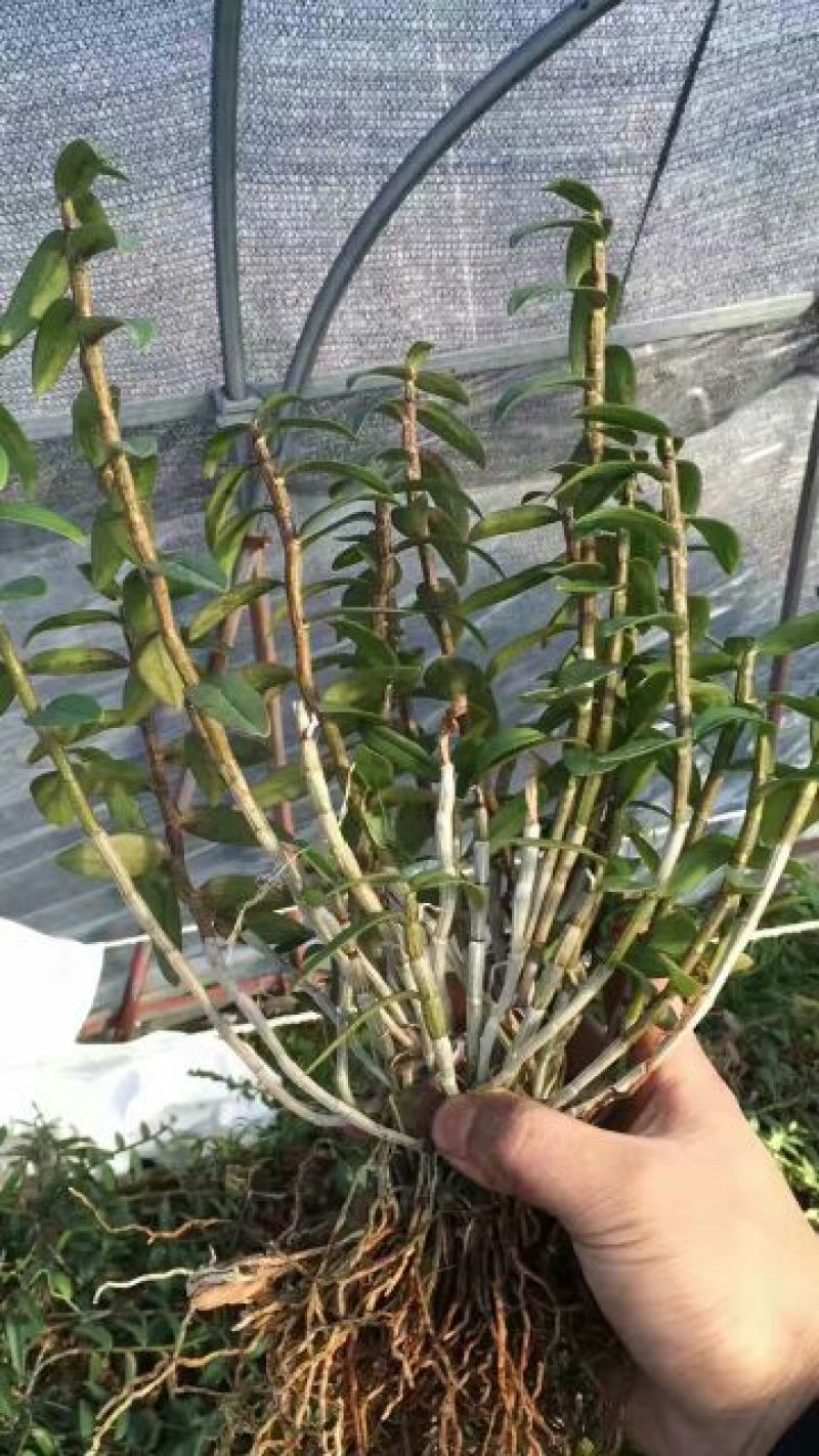 铁皮石斛盆花