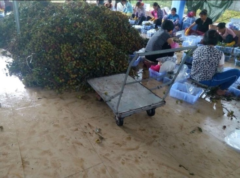 荔枝