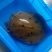 野生甲鱼2一3斤