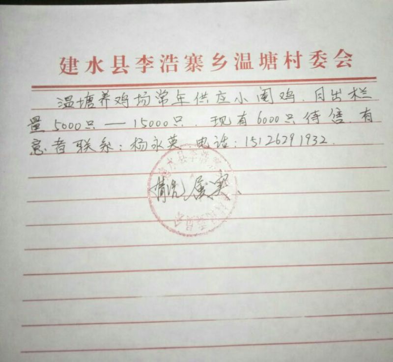阉鸡苗500克以上脱温苗