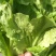 意大利生菜5两~6两