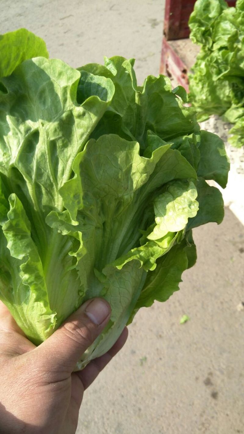 意大利生菜5两~6两