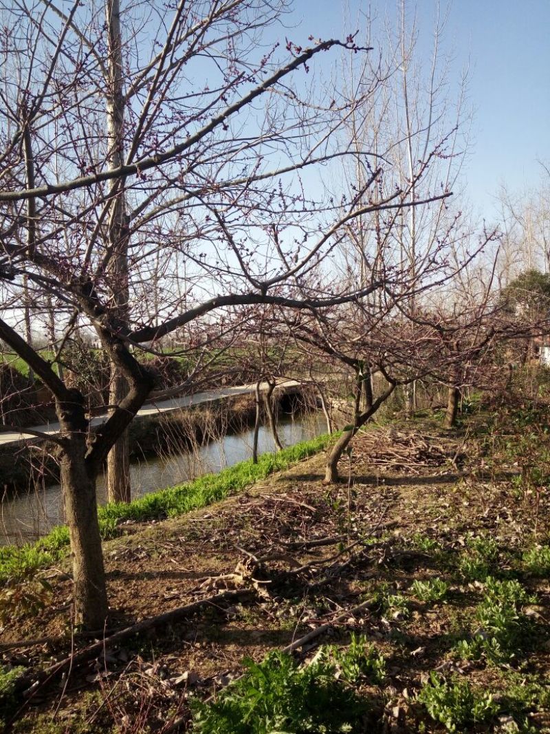 柿树10~12cm8~10cm1.5~2米
