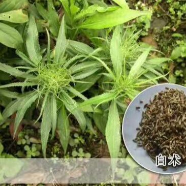 白术种子98%以上