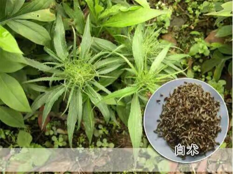 白术种子98%以上