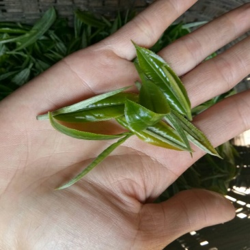 普洱茶二级