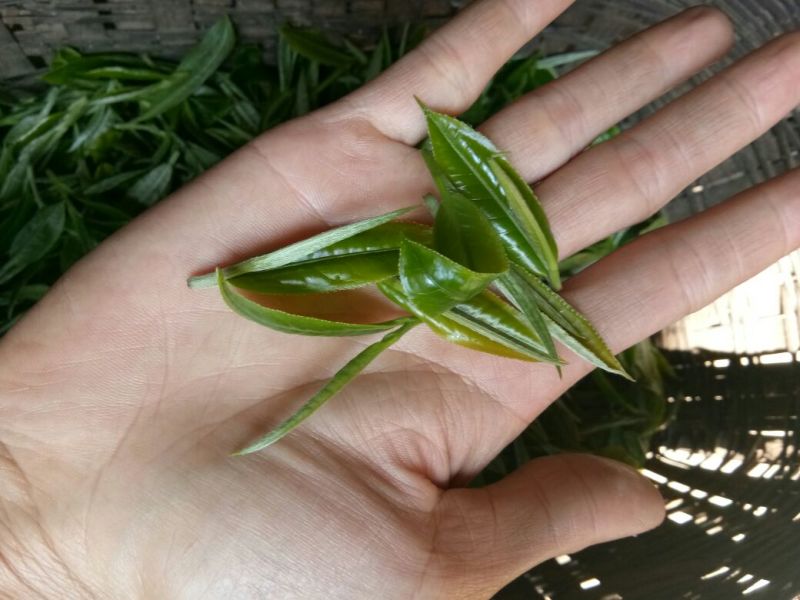 普洱茶二级