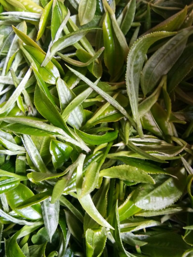 普洱茶二级