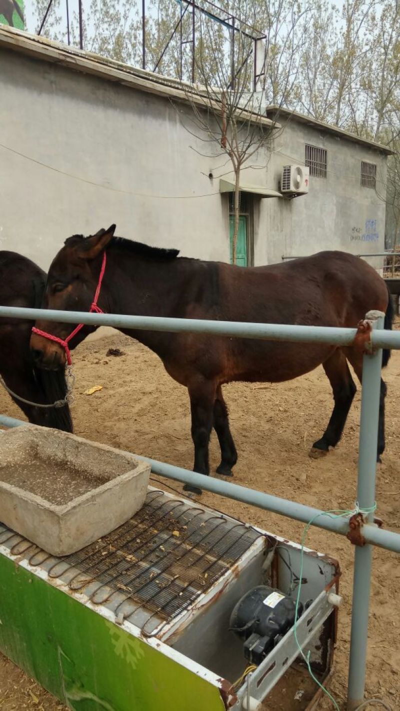 马骡300~400kg