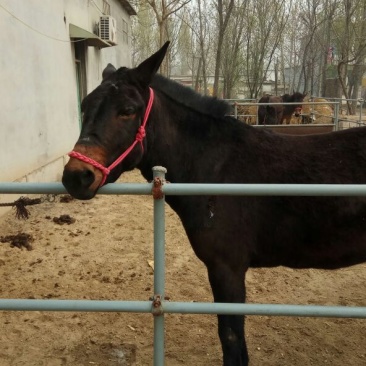 马骡300~400kg
