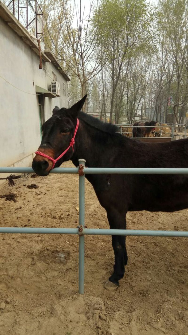 马骡300~400kg