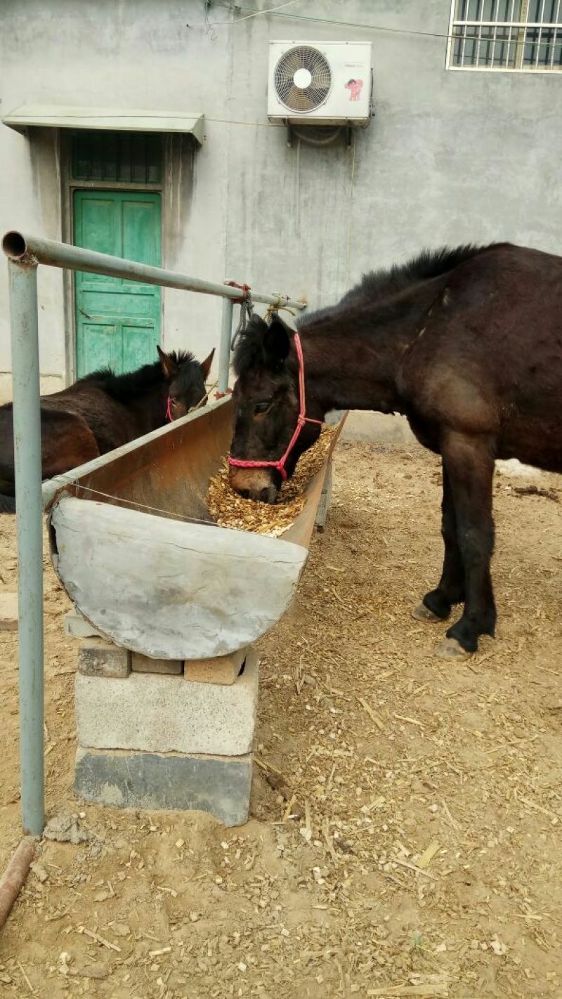 马骡300~400kg