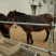马骡300~400kg