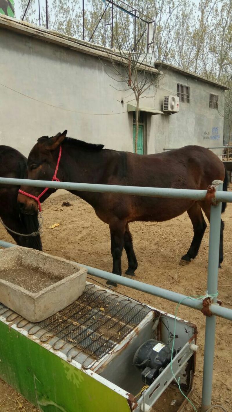 马骡300~400kg