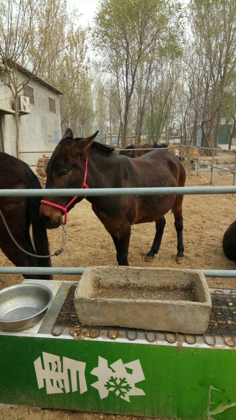 马骡300~400kg