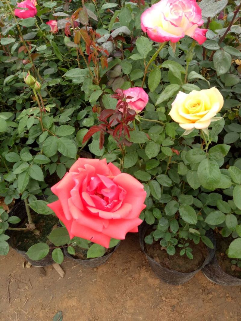 大花月季30~40cm