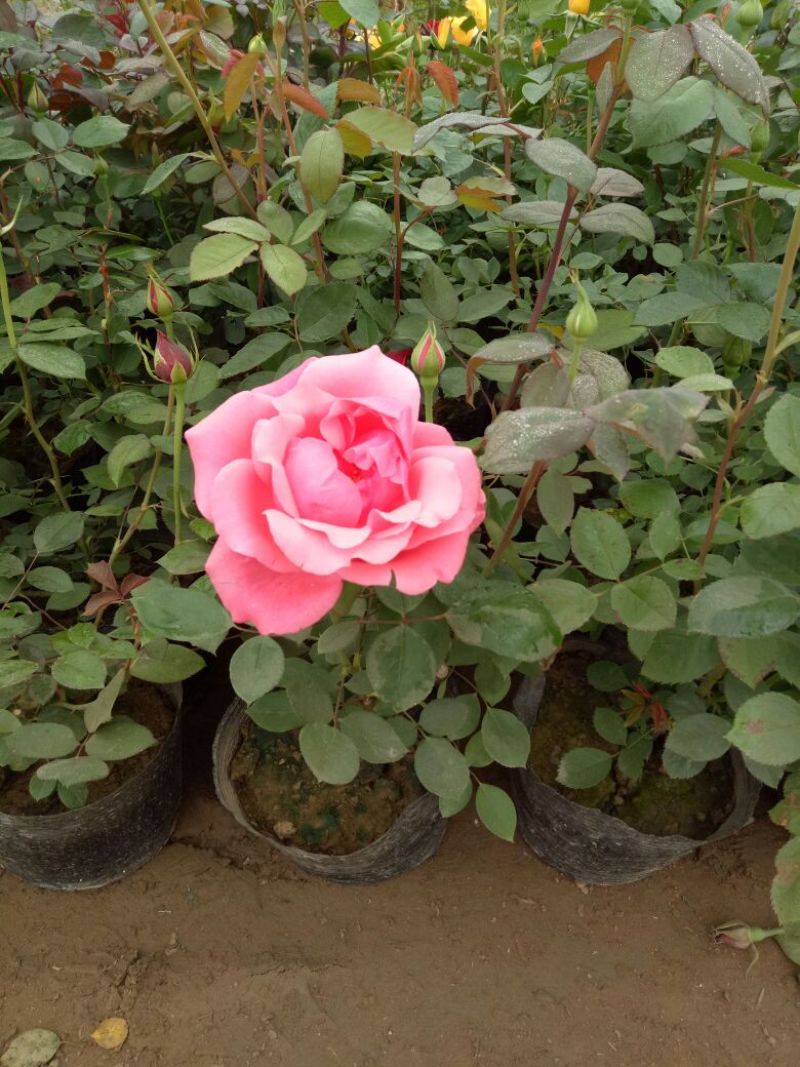 大花月季30~40cm
