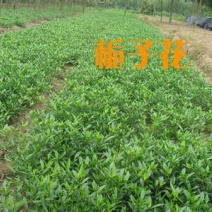 栀子苗耐寒小叶栀子花苗四季常青绿篱植物花园庭院别墅