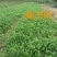 栀子苗耐寒小叶栀子花苗四季常青绿篱植物花园庭院别墅