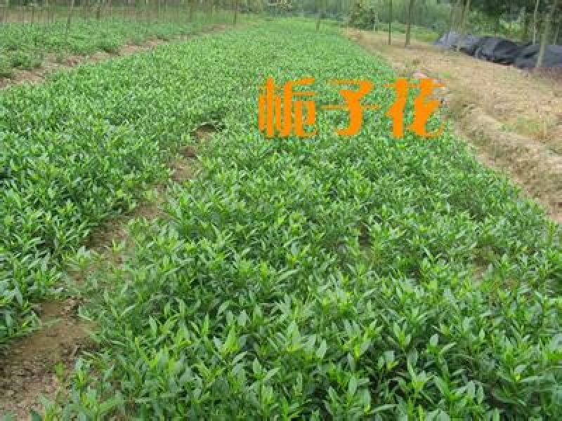 栀子苗耐寒小叶栀子花苗四季常青绿篱植物花园庭院别墅