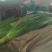 四季小葱30~35cm